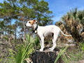 “Bella the Traveling Pup – Wild & Free in the Florida Wilderness”